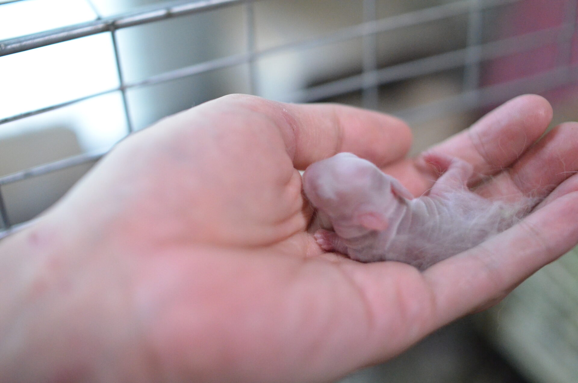 ネザーランドドワーフの赤ちゃん　うさぎのベビー産まれてから１カ月迄の成長記録 前編　ブリーダー日誌