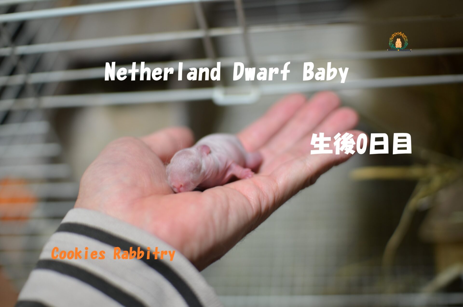 NetherlandDwarfの赤ちゃんが2021年3/4日に2匹生まれ どちらの子もリンクス色でした